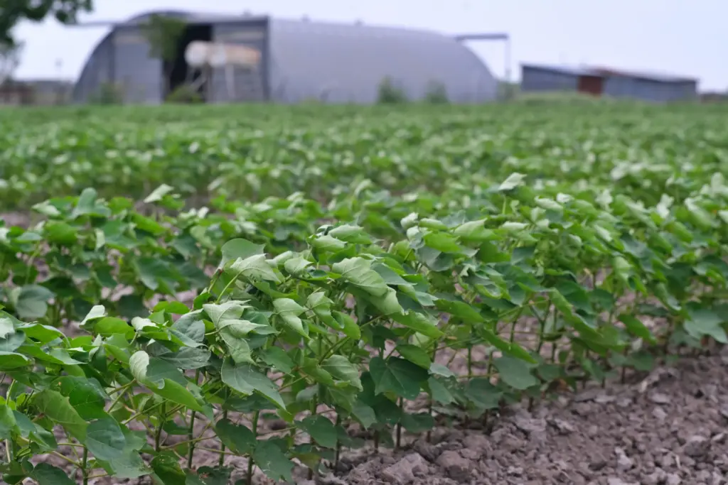 Cotton is among the many crops in the Rio Grande Valley that are treated with paraquat, a pesticide that has been linked to Parkinson’s disease for more than 30 years. Cotton is among the most dangerous crops for farmworkers, said Dr. Beate Ritz, a researcher at the University of California, Los Angeles. Because consumers do not eat cotton, regulators allow more toxic chemicals to be used on the plant.