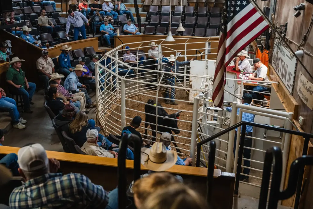 Brian Uptmore auctions off cattle at the West Auction barn in West, Texas on Thursday, June 11, 2026.