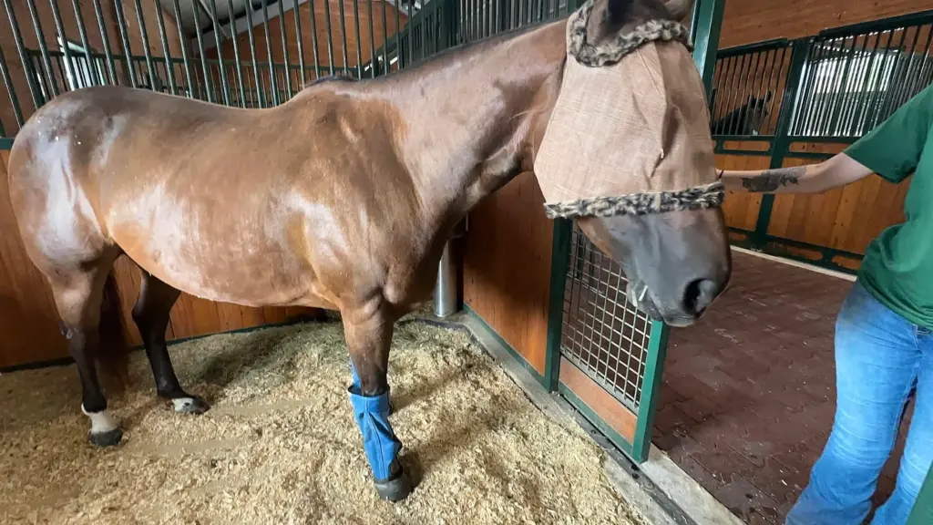 A horse at the Houston SPCA wearing a fly mask on June 17, 2026 to protect its eyes from being infested by the New World screwworm.