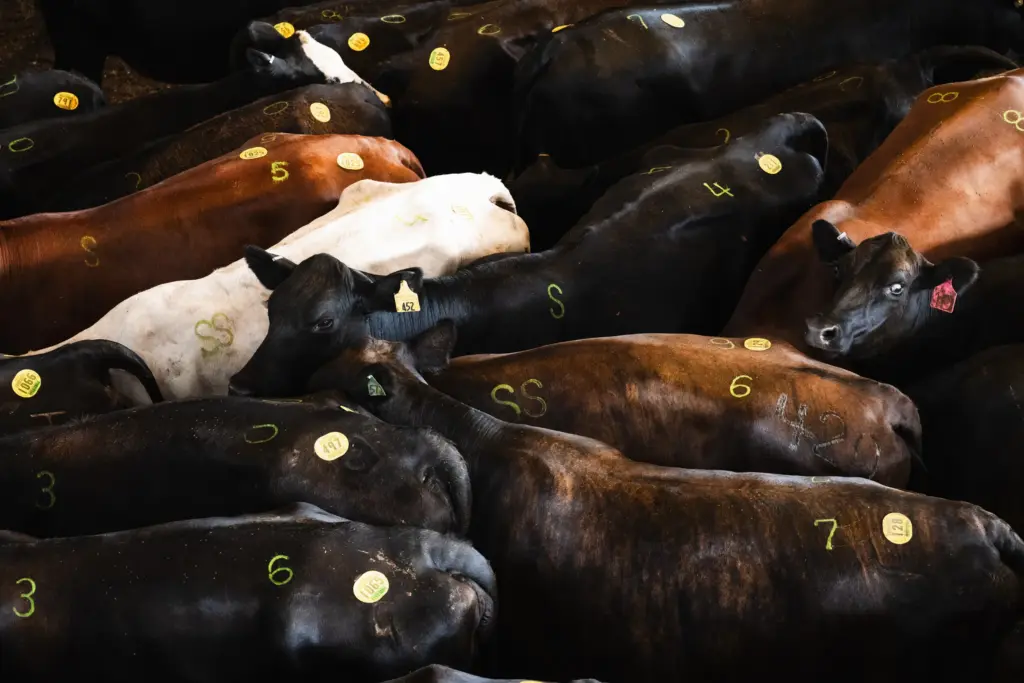 Cattle in the holding pen before being moved through the auction ring at the West Auction barn in West, Texas on June 11, 2026.