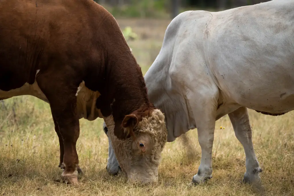 First U.S. screwworm case confirmed in South Texas