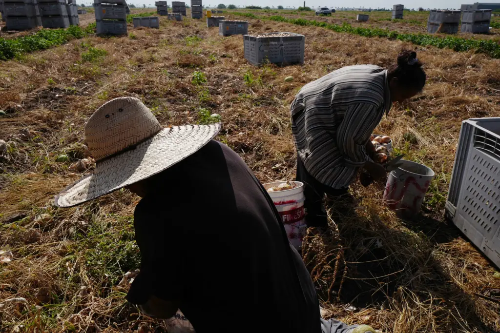 Migrant farmworkers who come to the United States legally, through temporary work programs, sometimes return to their home countries with illnesses they developed on the job. That dynamic makes it easier for Americans to ignore farmworker health. “If they get sick, you send them back,” said Elizabeth Rodriguez, a social worker and farmworker advocate. “It just seems like they’re disposable.”