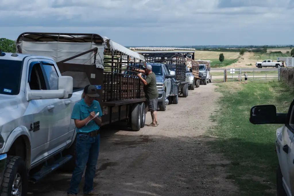Allie and David Reedy check in ranchers and their cattle ahead of Thursday’s livestock sale at the West Auction barn in West, Texas on June 11, 2026.