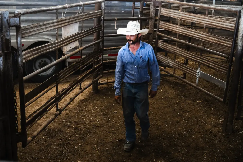 Doug Williams rearranges the gates between holding pens to move cattle through the West Auction barn in West, Texas on June 11, 2026.