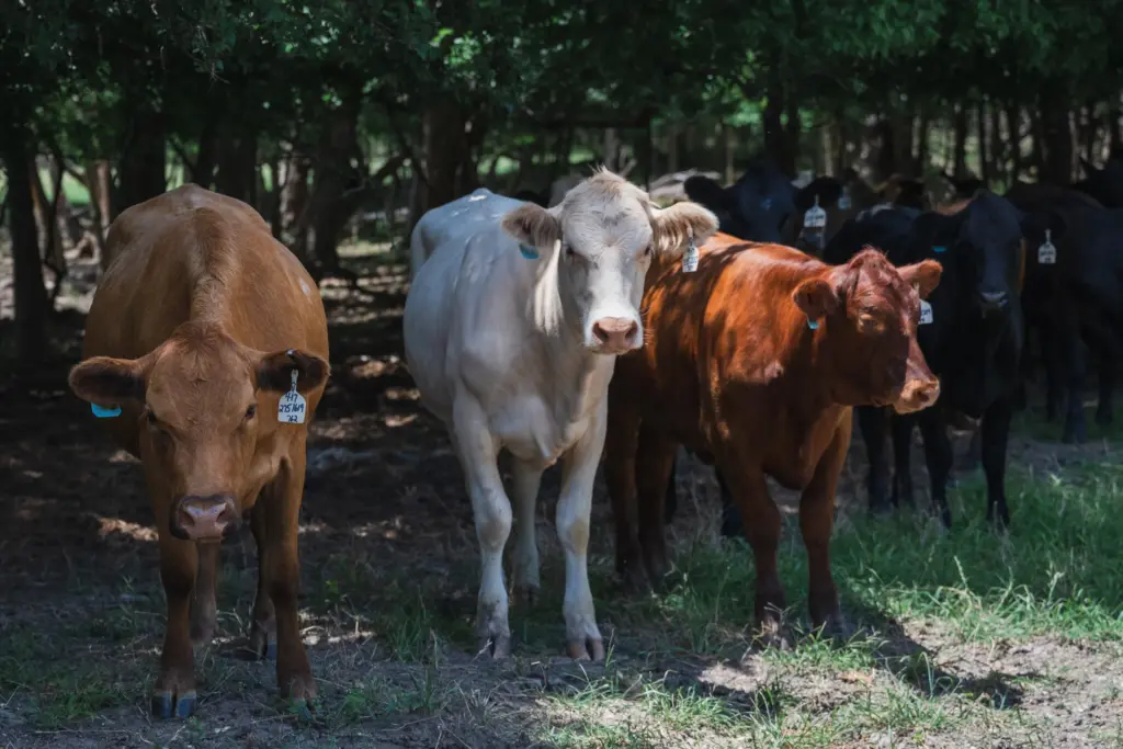 Cattle stand in the shade on Brian Uptmore’s ranch in West, Texas on June 12, 2026. Uptmore plans on buying 20 cattle per week and selling 100 a month, keeping each herd separated by age.