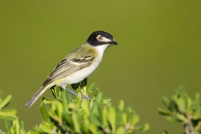 A Black-capped vireo male near Fort Lancaster in Crockett Co. on June 17, 2005.