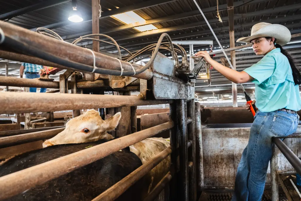 A worker moves cattle into the auction ring chute at the West Auction barn in West, Texas on June 11, 2026.