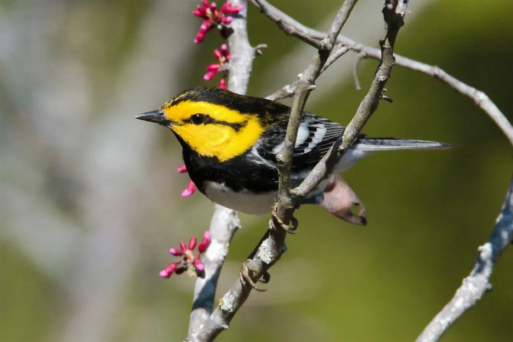 A golden-cheeked warbler, the only bird species whose population nests exclusively in Texas; they only breed in Central Texas’ ashe juniper and oak woodlands.