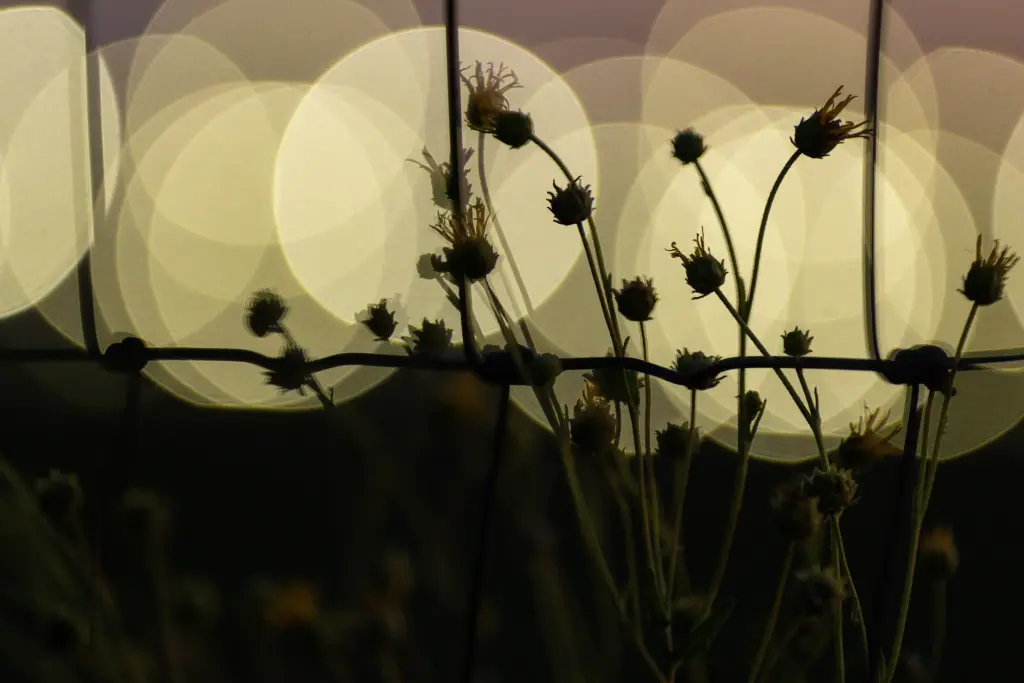Flowers are silhouetted against lights from the Stargate data center Saturday, May 2, 2026, in Abilene.